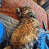 Skaï participe au concours pour gagner de l'argent avec cette photo : blanket, cat, couch, cozy, cute, fluffy, fur, furniture, household, indoor, nap, orange, paw, pet, relaxed, remote_control, resting, sleeping, tabby, wood_floor