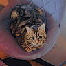 animal, cat, chair, companion, cozy, curious, cute, domestic, feline, fur, home, indoor, looking_up, pet, quilted, relaxed, resting, soft, tabby, whiskers