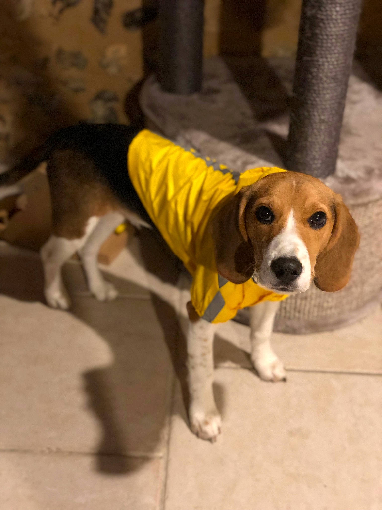 Pablo participe au concours pour gagner de l'argent avec cette photo : beagle, beagle_harrier, canidae, carnivore, collar, companion_dog, dog, dog_breed, dog_supply, fawn, finnish_hound, flooring, hound, leash, paw, scent_hound, snout, sporting_group, tail, working_animal