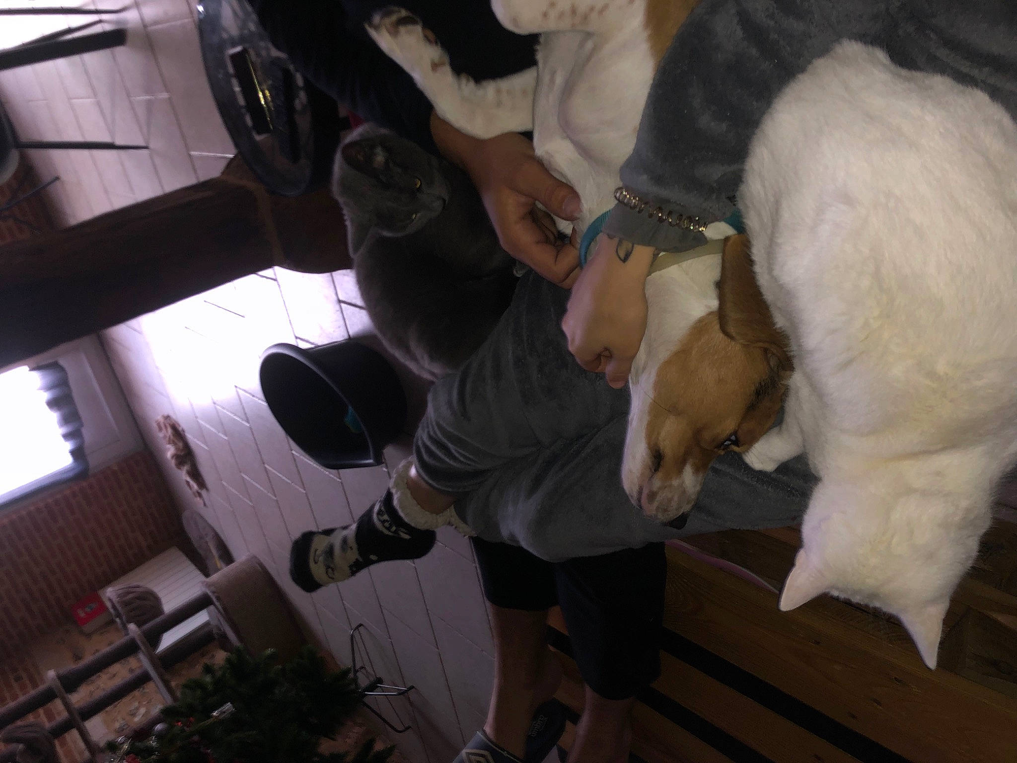 Pablo a rejoint le concours — aidez-le/la à gagner de superbes lots ! boot, canidae, carnivore, companion_dog, dog, dog_breed, event, fawn, felidae, fun, fur, fur_clothing, human_leg, leg, room, sporting_group, stuffed_toy, tail, thigh, working_animal