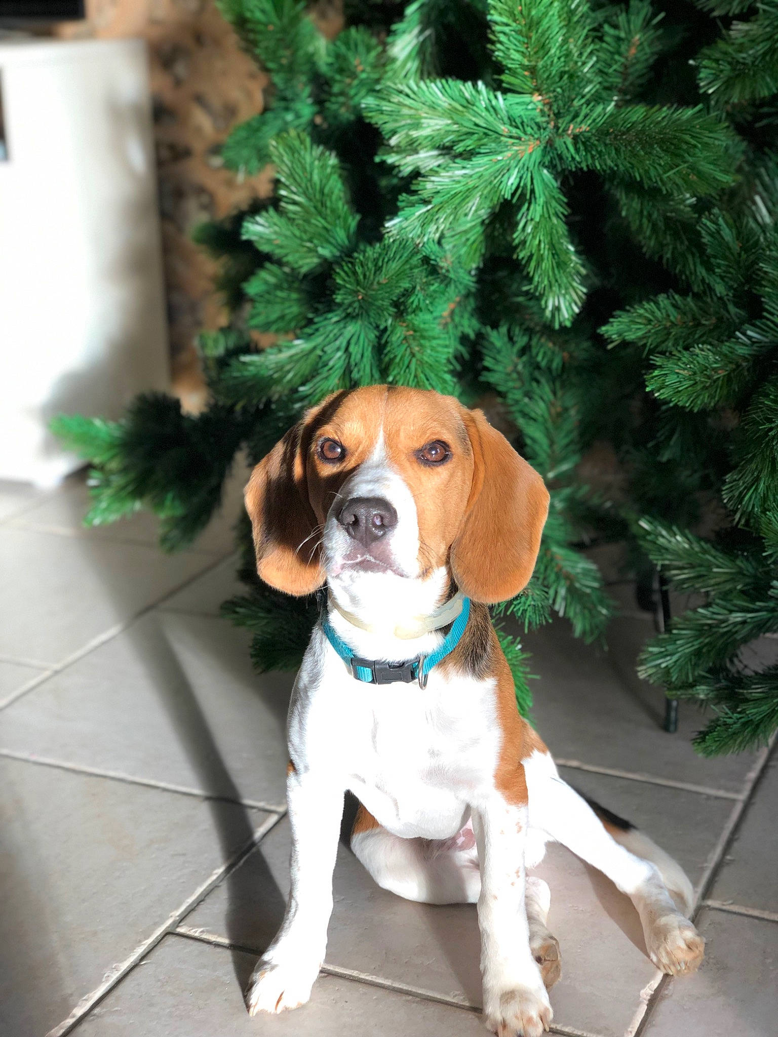 Pablo a rejoint le concours — aidez-le/la à gagner de superbes lots ! carnivore, collar, companion_dog, conifer, dog, dog_breed, dog_collar, dog_supply, evergreen, fawn, hound, pet_supply, plant, scent_hound, snout, sporting_group, tail, tennis_ball, tree, wood