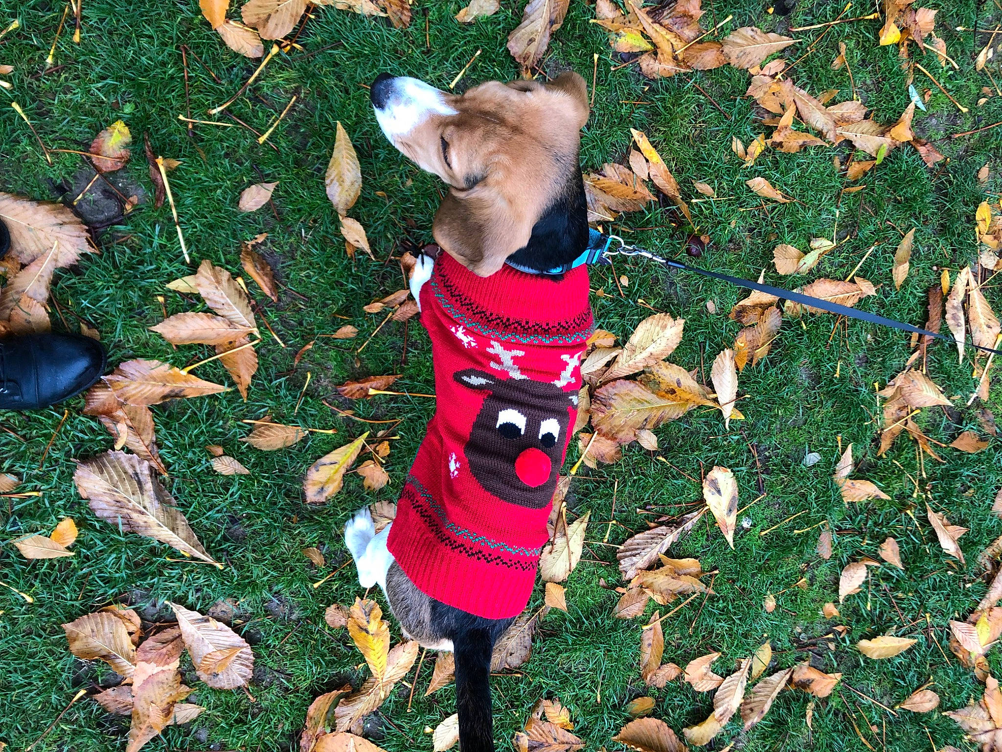 Pablo a rejoint le concours — aidez-le/la à gagner de superbes lots ! autumn, canidae, carnivore, companion_dog, deciduous, dog, dog_breed, dog_supply, fawn, fur, grass, groundcover, leaf, people_in_nature, plant, sporting_group, tints_and_shades, toy, woody_plant