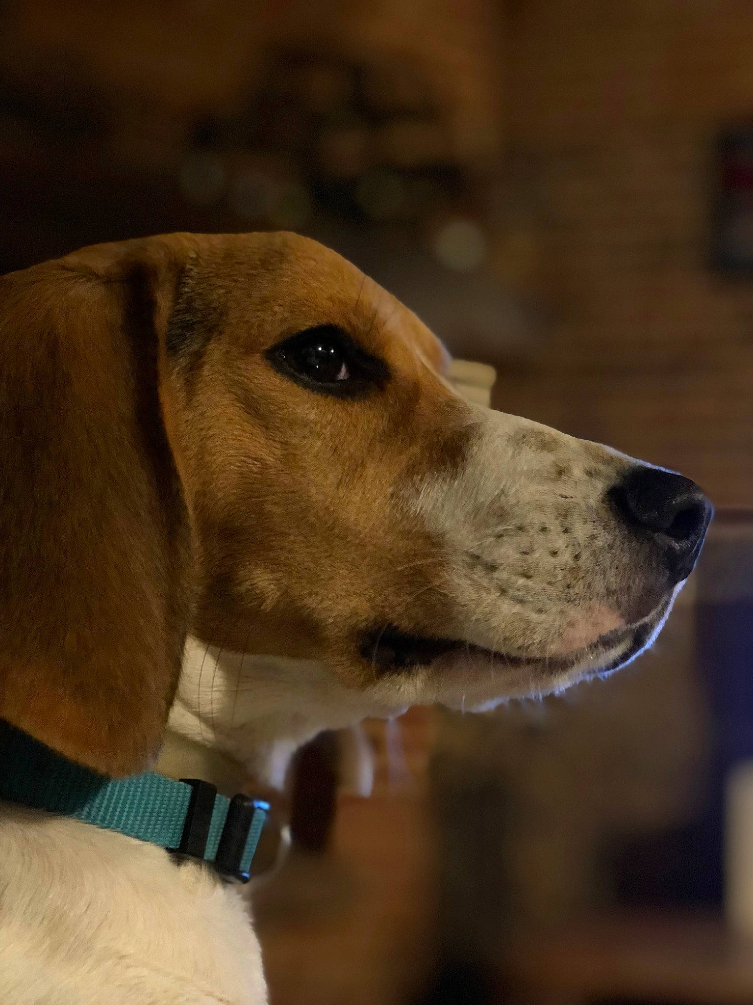 Pablo participe au concours pour gagner de l'argent avec cette photo : beagle, beagle_harrier, canidae, carnivore, collar, companion_dog, dog, dog_breed, dog_collar, dog_supply, fawn, fur, hound, hunting_dog, pet_supply, scent_hound, snout, sporting_group, whiskers, working_animal