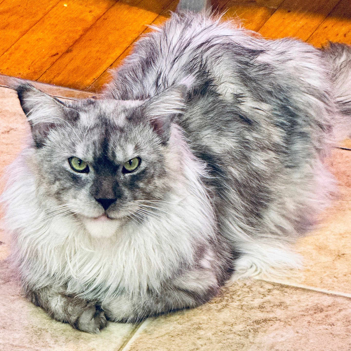Zeno
