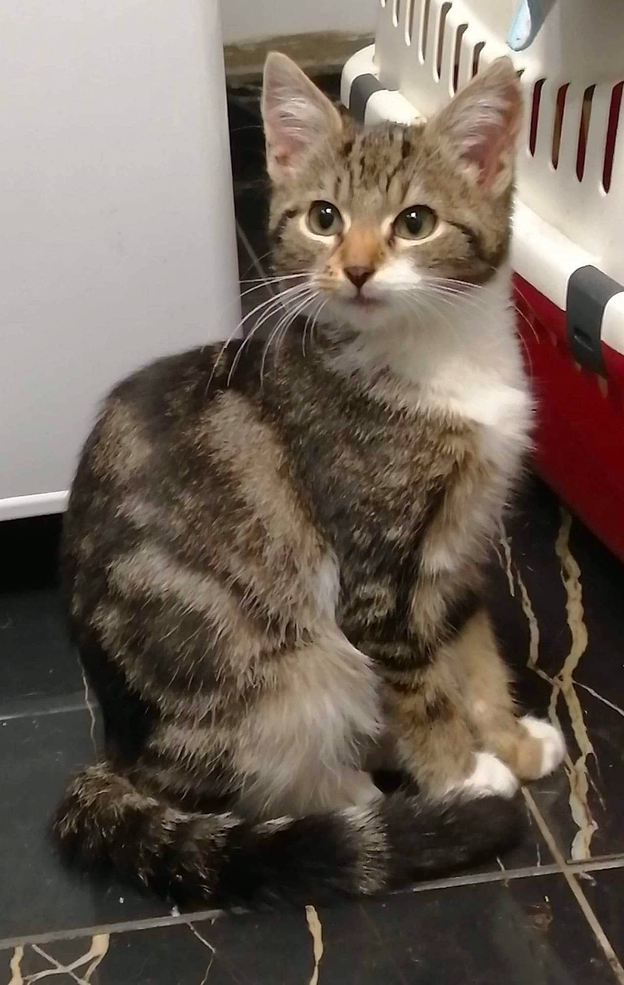 Câline participe au concours pour gagner de l'argent avec cette photo : carnivore, cat, couch, domestic_short_haired_cat, felidae, fur, kitten, pet_supply, small_to_medium_sized_cats, snout, tail, vertebrate, whiskers