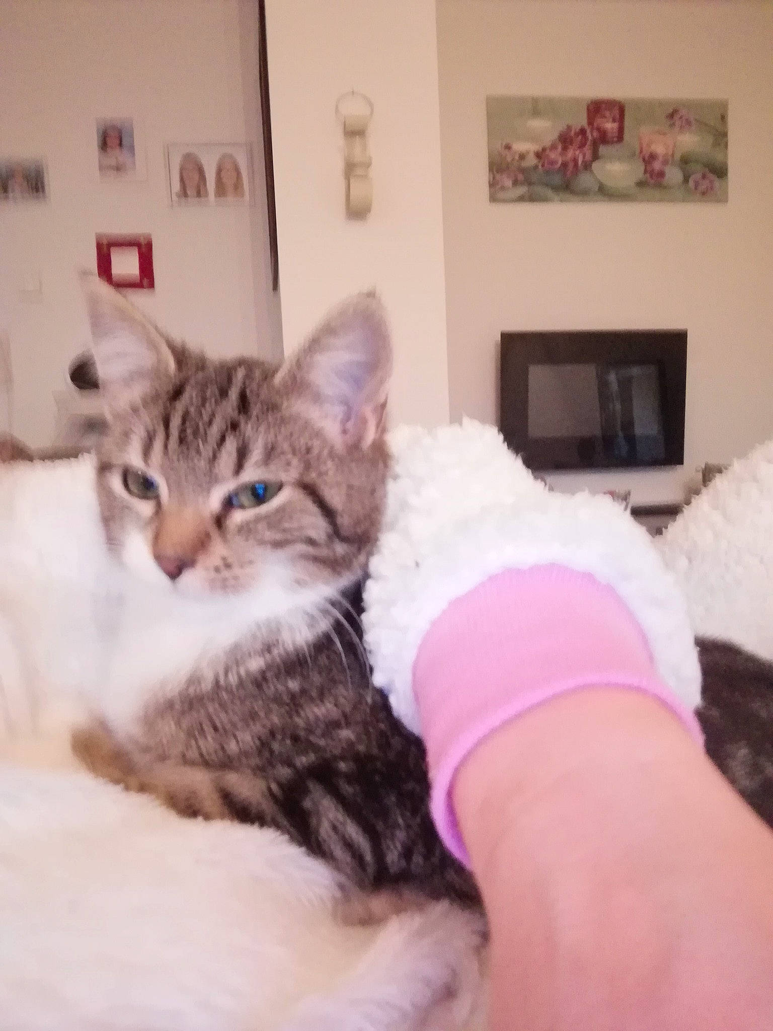 Câline a rejoint le concours — aidez-le/la à gagner de superbes lots ! carnivore, cat, domestic_short_haired_cat, felidae, fur, home, kitten, living_room, nail, picture_frame, pink, small_to_medium_sized_cats, sock, whiskers