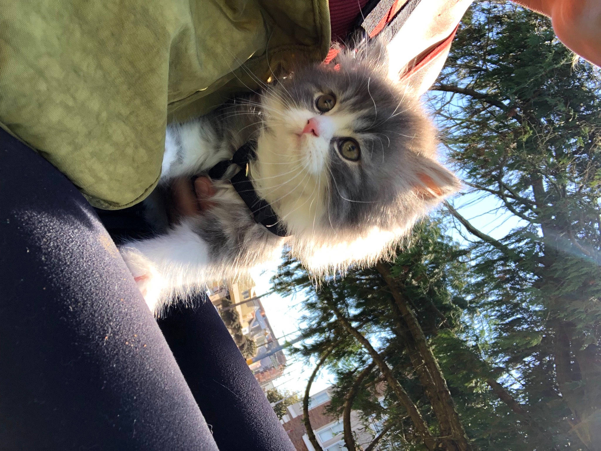 Oli joined the competition — help win amazing prizes! box, carnivore, cat, domestic_short_haired_cat, fawn, felidae, fur, palm_tree, paw, photo_caption, plant, shipping_box, small_to_medium_sized_cats, snout, tail, tree, whiskers, wood