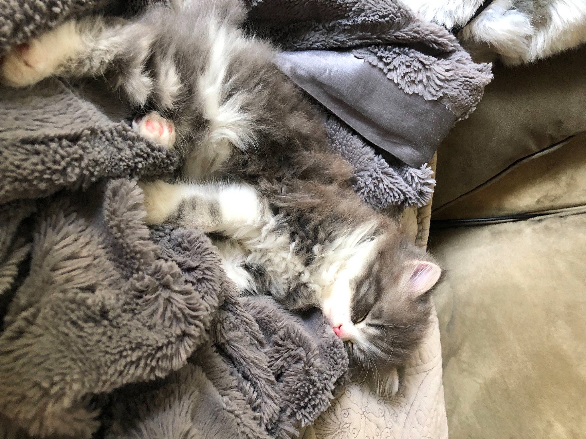 Oli joined the competition — help win amazing prizes! carnivore, cat, claw, close_up, comfort, domestic_short_haired_cat, felidae, fur, fur_clothing, grey, linens, nap, paw, sleep, small_to_medium_sized_cats, snout, tail, textile, tree, whiskers