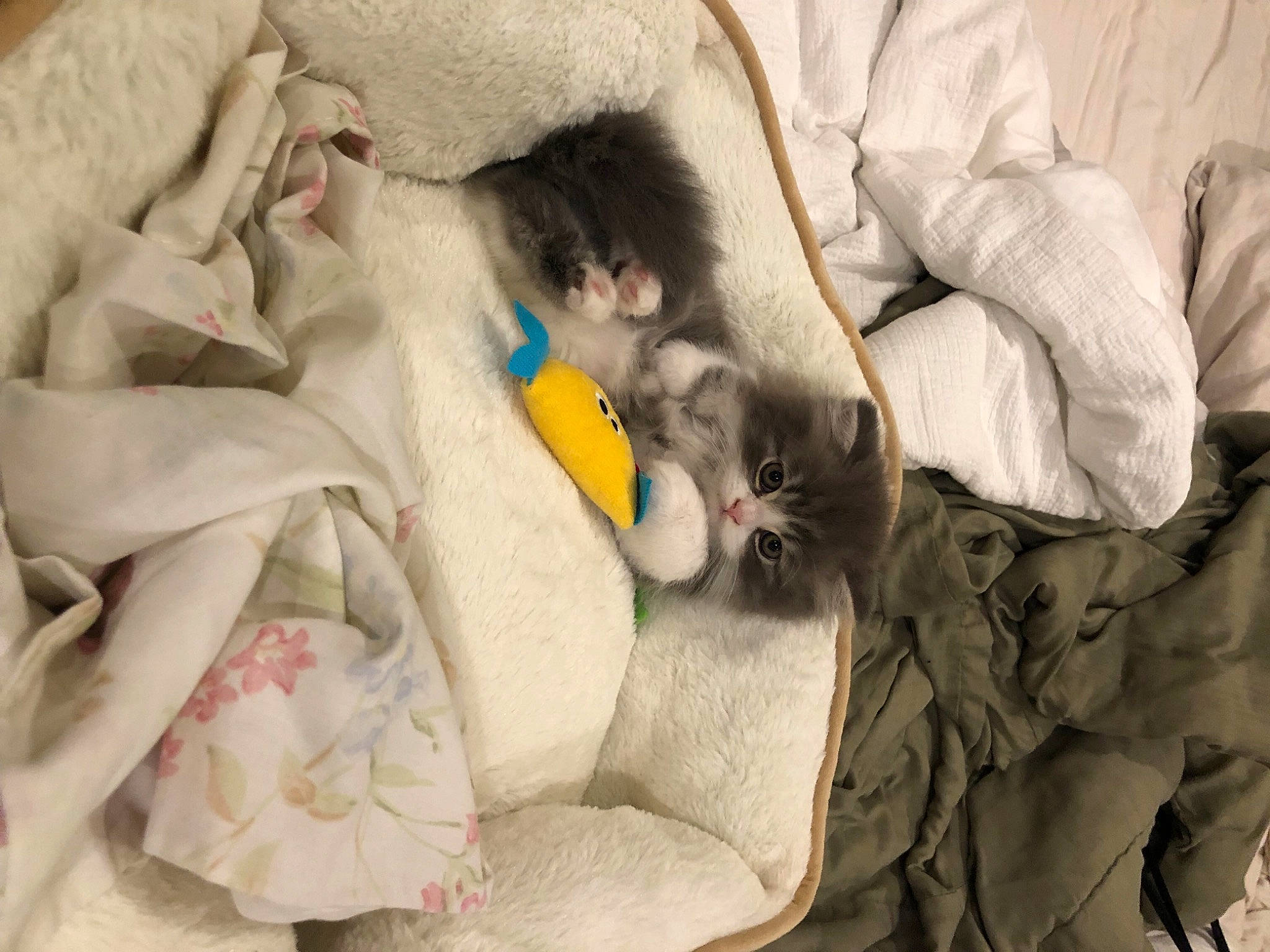 Oli is registered to the contest to win money with this photo: canidae, carnivore, cat, child, comfort, companion_dog, felidae, fur, grey, linens, mammal, nap, room, small_to_medium_sized_cats, sporting_group, stuffed_toy, textile, toy, vertebrate, whiskers