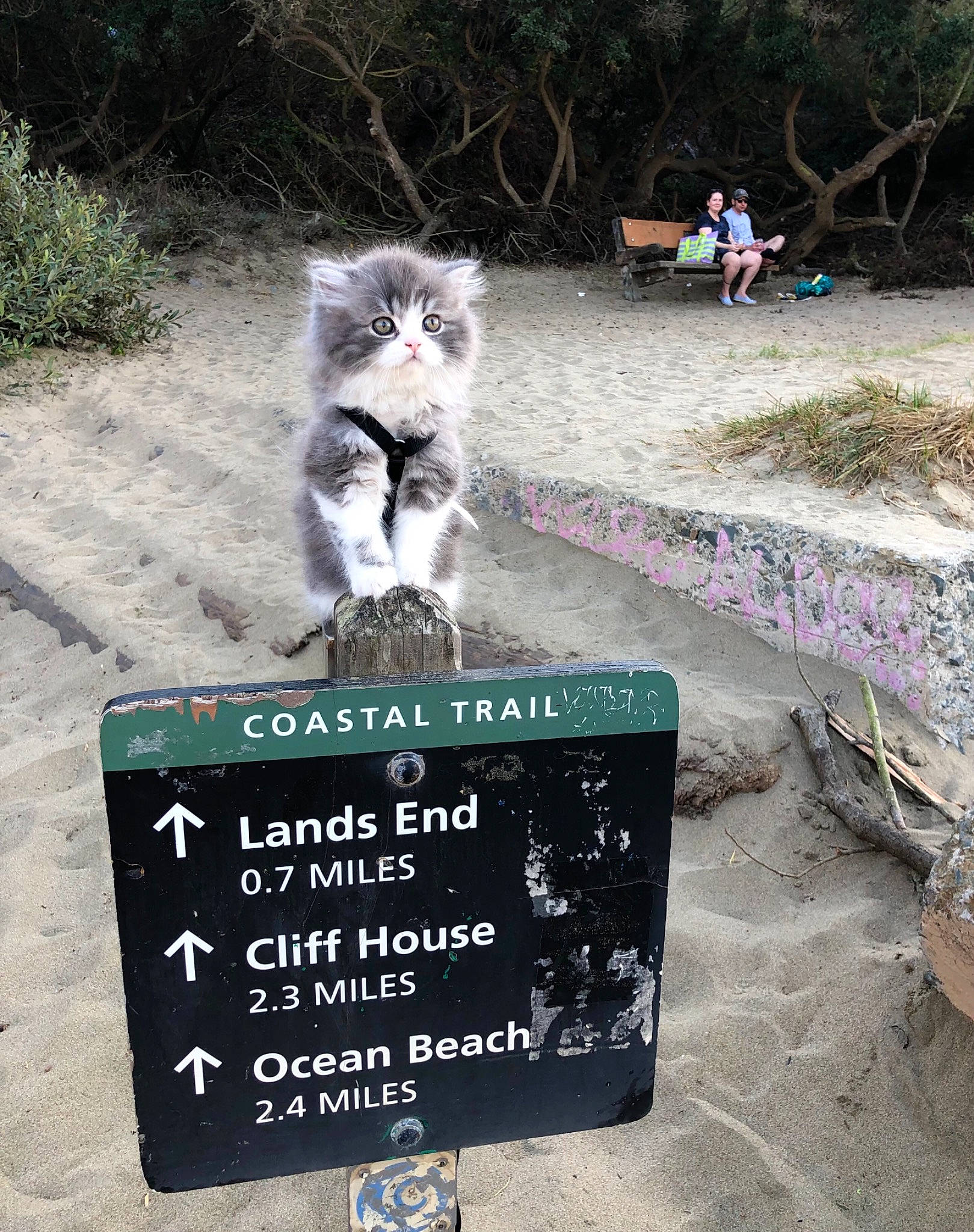 Oli is registered to the contest to win money with this photo: adaptation, art, asphalt, carnivore, felidae, font, fur, grass, natural_environment, nature_reserve, organism, photo_caption, plant, public_space, signage, small_to_medium_sized_cats, tail, tree, whiskers, wildlife