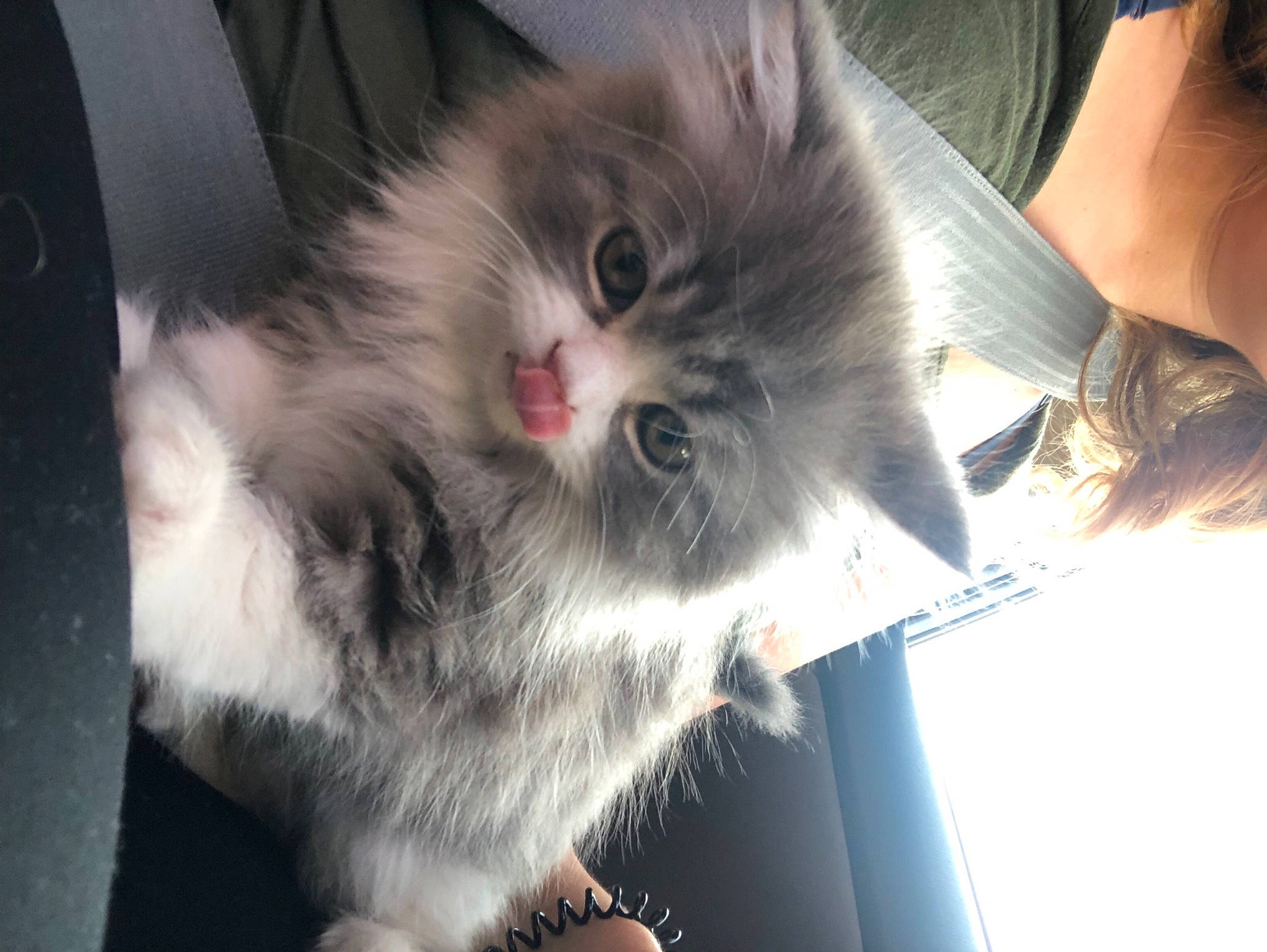 Oli is registered to the contest to win money with this photo: box, carnivore, cat, claw, domestic_short_haired_cat, ear, felidae, fur, iris, musical_instrument, paw, photo_caption, small_to_medium_sized_cats, snout, whiskers