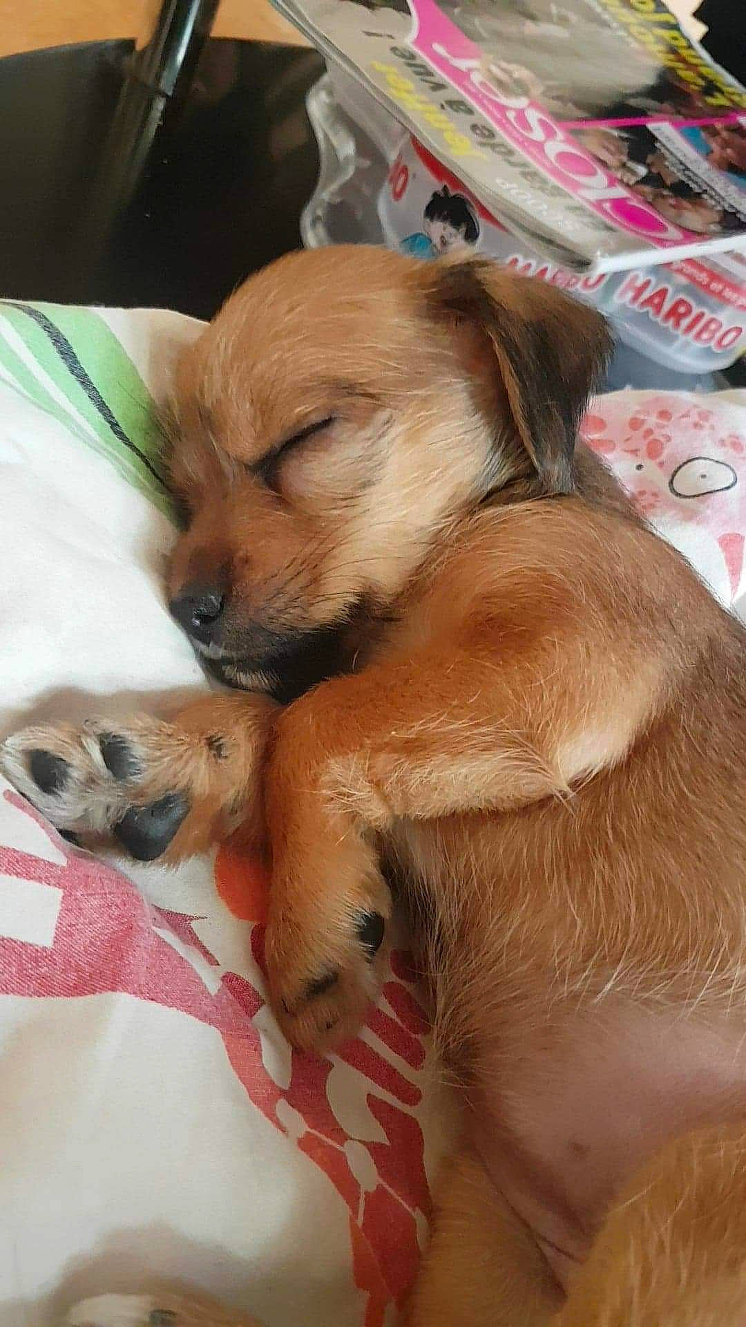 Nala participe au concours pour gagner de l'argent avec cette photo : canidae, carnivore, clock, comfort, companion_dog, dog, dog_breed, dog_supply, fawn, fur, liver, nap, paw, puppy, sleep, snout, sporting_group, terrestrial_animal, whiskers, working_animal