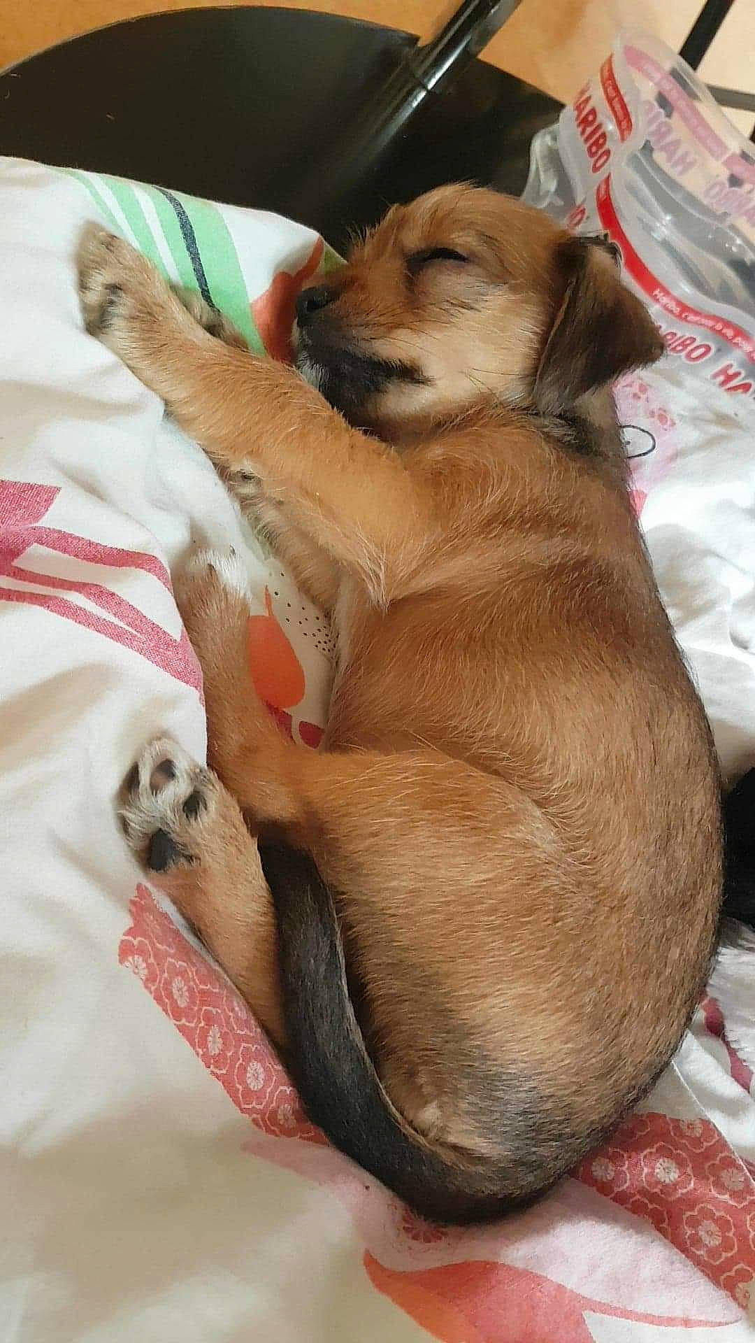 Nala a rejoint le concours — aidez-le/la à gagner de superbes lots ! canidae, carnivore, collar, comfort, companion_dog, dog, dog_breed, dog_supply, fawn, fur, linens, liver, nap, paw, pet_supply, snout, sporting_group, whiskers, working_animal, wrinkle