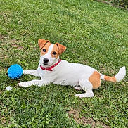 Bella a rejoint le concours — aidez-le/la à gagner de superbes lots ! dog, puppy, jack_russell_terrier, grass, outdoor, greenery, collar, toy, ball, pet, animal, playful, cute, nature, garden, fence, summer, young, lying_down, canine