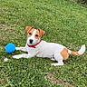 dog, puppy, jack_russell_terrier, grass, outdoor, greenery, collar, toy, ball, pet, animal, playful, cute, nature, garden, fence, summer, young, lying_down, canine