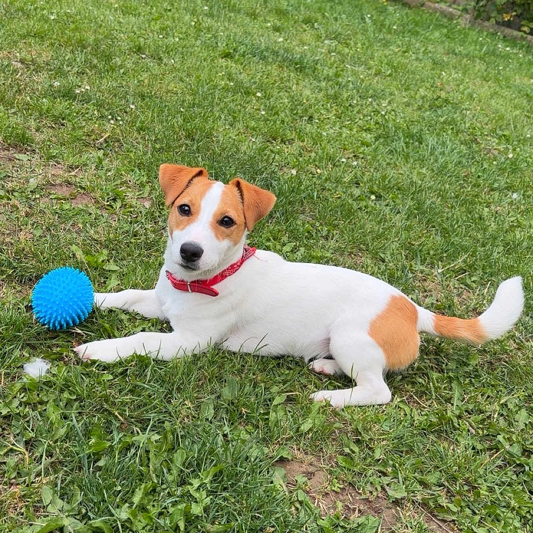 Bella