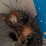 cat, tabby, sleeping, collar, blanket, bed, indoor, feline, cute, resting, cozy, paw, fur, animal, pet, wall, stars, blue_background, relaxed, comfort