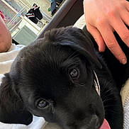 Bora a rejoint le concours — aidez-le/la à gagner de superbes lots ! puppy, dog, black_dog, pet, tongue_out, close_up, person, hand, indoor, couch, white_shirt, cozy, cute, animal, face, fur, resting, home, living_room, domestic