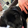 puppy, dog, black_dog, pet, tongue_out, close_up, person, hand, indoor, couch, white_shirt, cozy, cute, animal, face, fur, resting, home, living_room, domestic