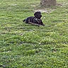 animal, black_dog, canine, cute, daylight, dog, flora, grass, greenery, harness, lying_down, nature, outdoor, park, pet, playful, puppy, stick, tree, young_dog