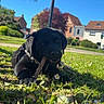 Bora participe au concours pour gagner de l'argent avec cette photo : animal, black_dog, canine, daylight, flower, grass, greenery, house, leaves, nature, outdoor, pet, playful, puppy, sky, stick, suburban, sunny, tree, young_dog