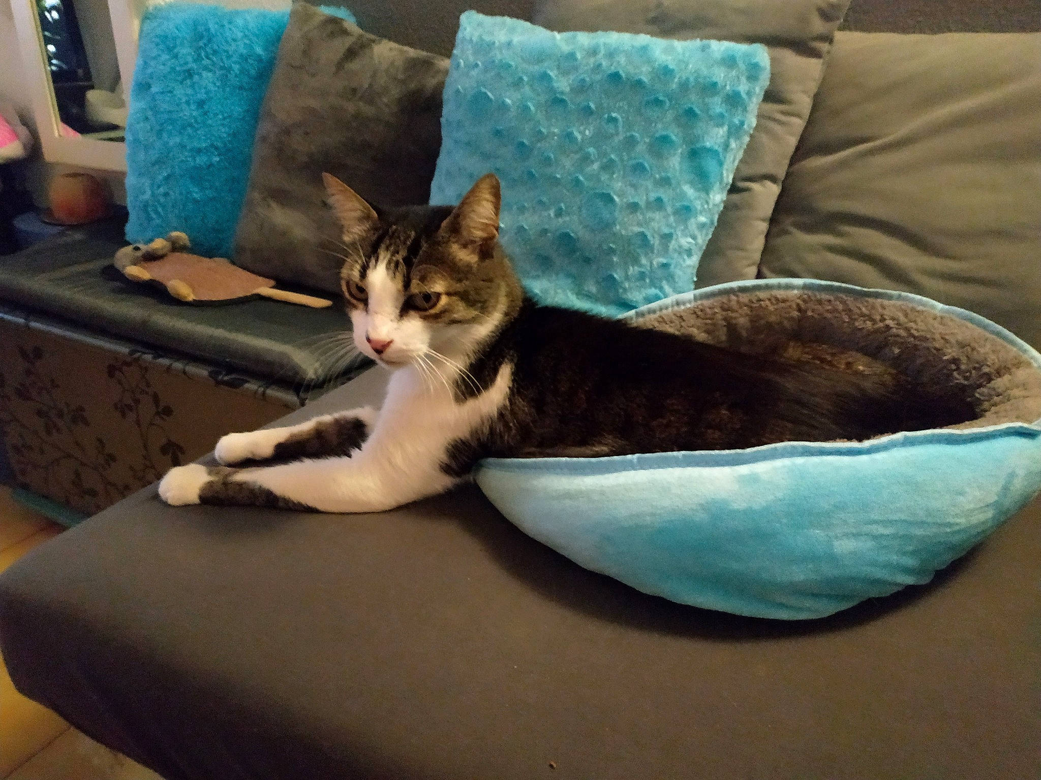 Link a rejoint le concours — aidez-le/la à gagner de superbes lots ! bedding, carnivore, cat, cat_bed, cat_supply, comfort, couch, domestic_short_haired_cat, felidae, fur, furniture, linens, living_room, pet_supply, pillow, room, small_to_medium_sized_cats, throw_pillow, whiskers, window