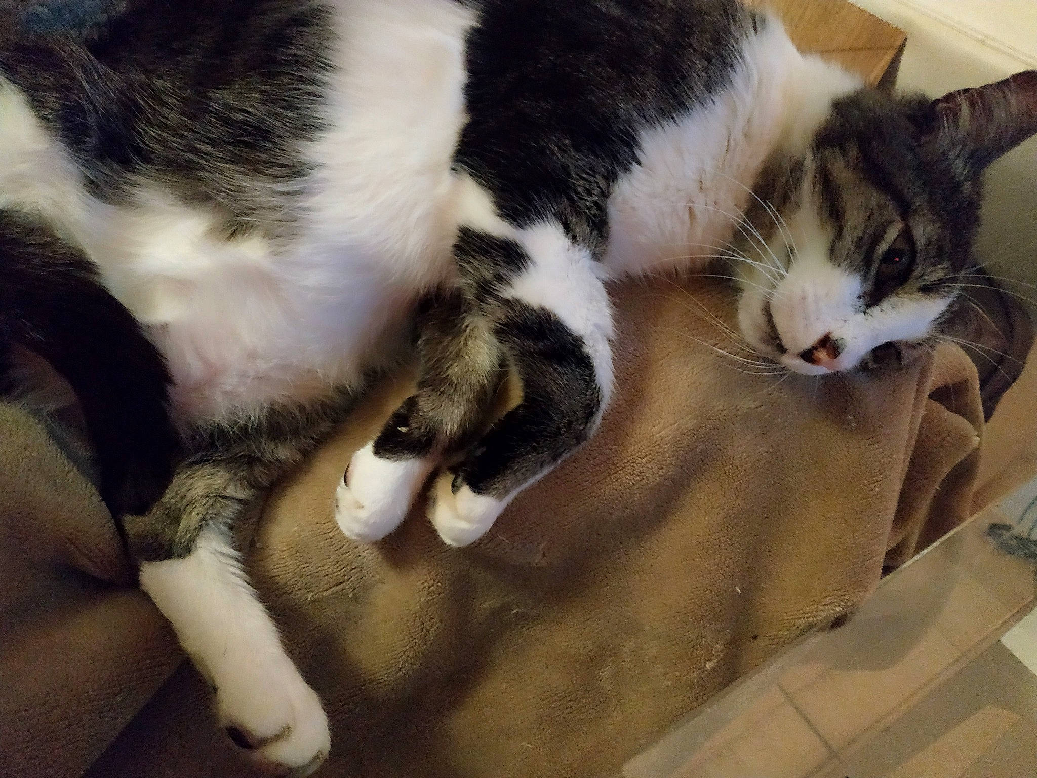 Link participe au concours pour gagner de l'argent avec cette photo : canidae, carnivore, cat, claw, comfort, domestic_short_haired_cat, felidae, fur, linens, nap, paw, room, small_to_medium_sized_cats, snout, sporting_group, tail, whiskers