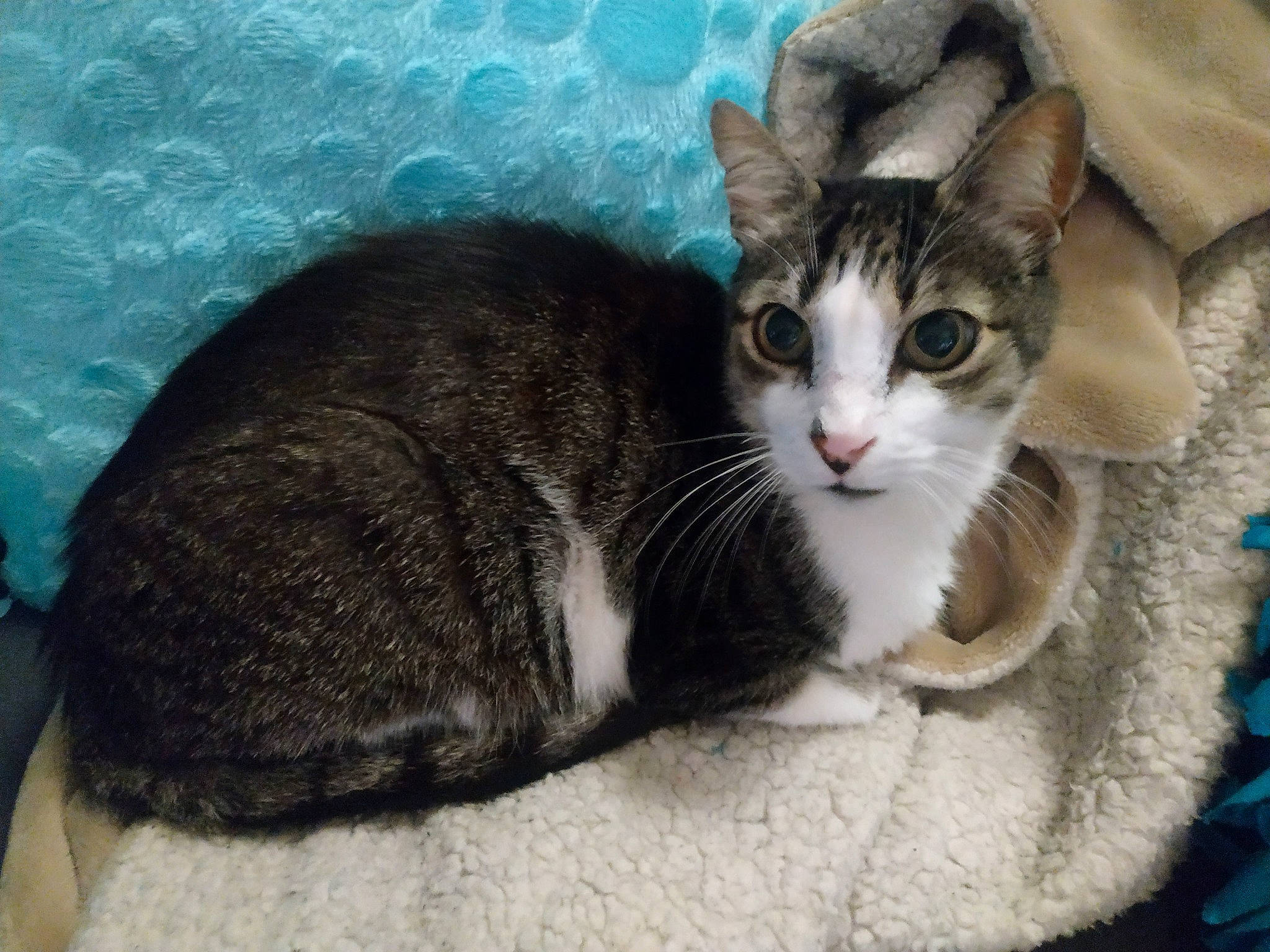 Link participe au concours pour gagner de l'argent avec cette photo : carnivore, cat, cat_furniture, cat_supply, claw, comfort, domestic_short_haired_cat, felidae, fur, grey, paw, pet_supply, sitting, small_to_medium_sized_cats, snout, tail, tree, whiskers