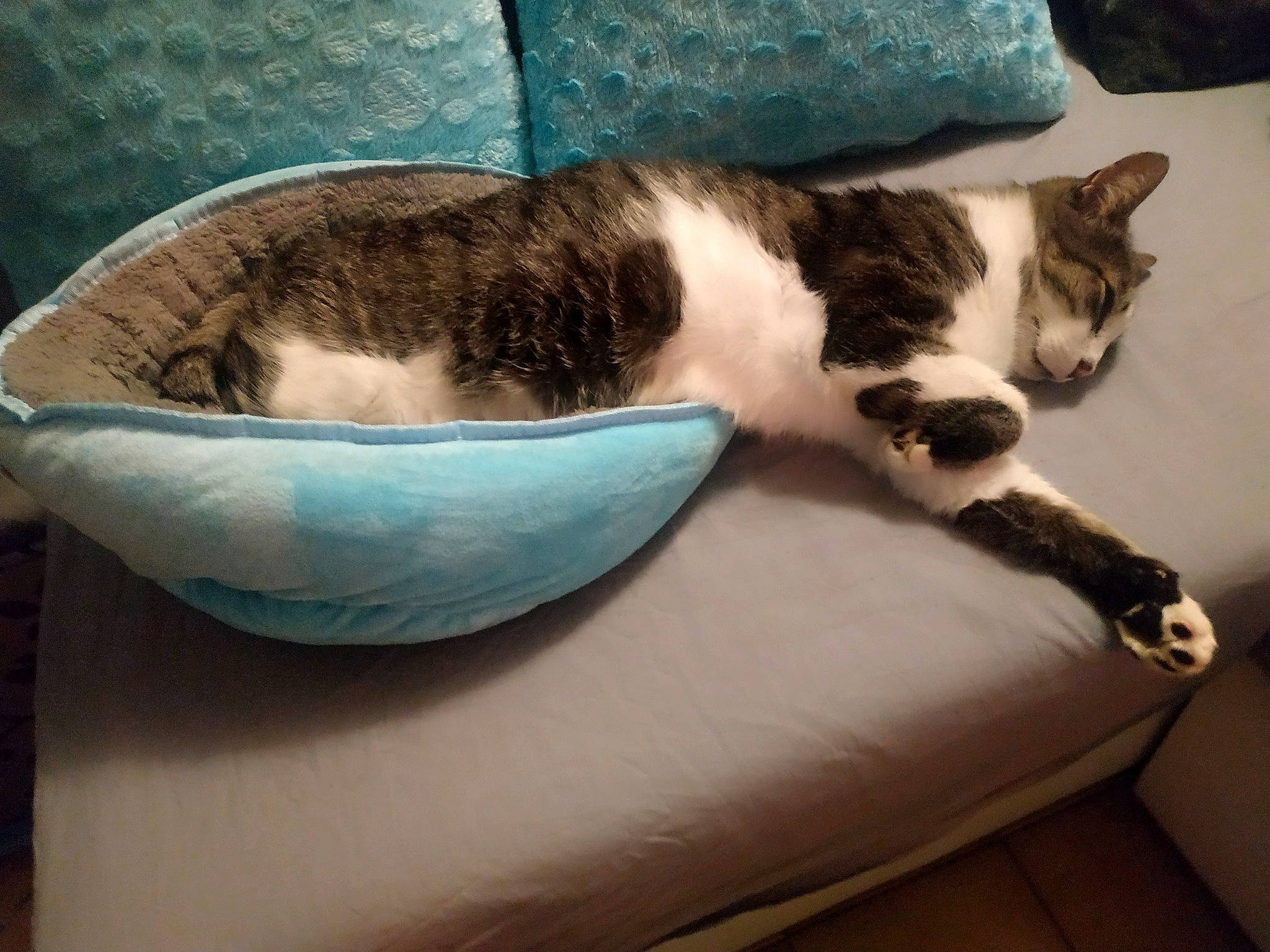 Link a rejoint le concours — aidez-le/la à gagner de superbes lots ! bowl, carnivore, cat, ceramic, comfort, dishware, domestic_short_haired_cat, earthenware, felidae, fur, paw, porcelain, pottery, serveware, small_to_medium_sized_cats, tableware, tail, whiskers, window, wood