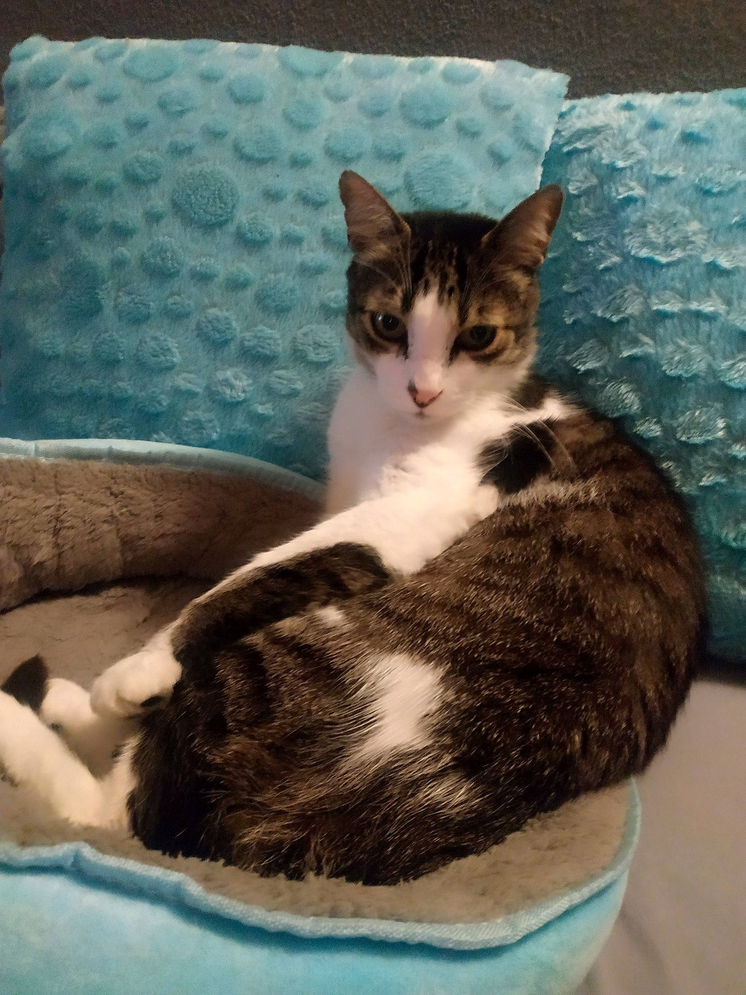 Link participe au concours pour gagner de l'argent avec cette photo : box, carnivore, cat, cat_bed, cat_supply, comfort, couch, domestic_short_haired_cat, felidae, fur, linens, nap, paw, pet_supply, pillow, small_to_medium_sized_cats, snout, tail, whiskers, window