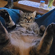 Chipie a rejoint le concours — aidez-le/la à gagner de superbes lots ! cat, tabby, indoor, relaxed, lying_down, paws, feline, pet, animal, fur, whiskers, table, vase, flowers, tulips, wooden, cozy, home, furniture, blue_blanket