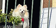 Chloe is registered to the contest to win money with this photo: animal, balcony, curious, daylight, dog, domestic_animal, ears, fence, fluffy, fur, green_bars, outdoor, pet, plant, residential, small_dog, standing, sunlight, white_dog, window
