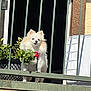 animal, balcony, curious, daylight, dog, domestic_animal, ears, fence, fluffy, fur, green_bars, outdoor, pet, plant, residential, small_dog, standing, sunlight, white_dog, window