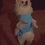 animal, blue_shirt, canine, carpet, companion, curious, cute, dog, domestic_animal, fluffy, fur, indoor, indoor_lighting, looking_up, mammal, pet, small_breed, small_dog, standing, white_dog