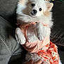 Chloe joined the competition — help win amazing prizes! animal, couch, cute, dog, dress, ears, face, fluffy, fur, hand, indoor, looking, lying, pattern, peach, pet, petting, pumpkin, small_dog, white