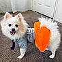 Chloe is registered to the contest to win money with this photo: adorable, canine, carpet, clothing, cute, dog, domestic_animal, fluffy, happy, indoor, orange_tutu, pet, pet_fashion, playful, shirt, small_dog, smiling, standing, tutu, white_dog