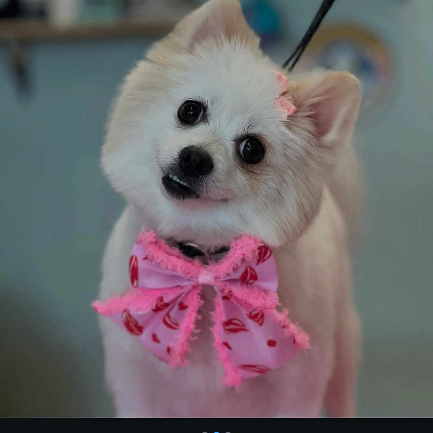 Chloe joined the competition — help win amazing prizes! adorable, animal, bow, close_up, cute, dog, fluffy, groomed, happy, head_tilt, indoor, looking_at_camera, pet, pink, pomeranian, portrait, ribbon, small_dog, valentines_day, white_dog