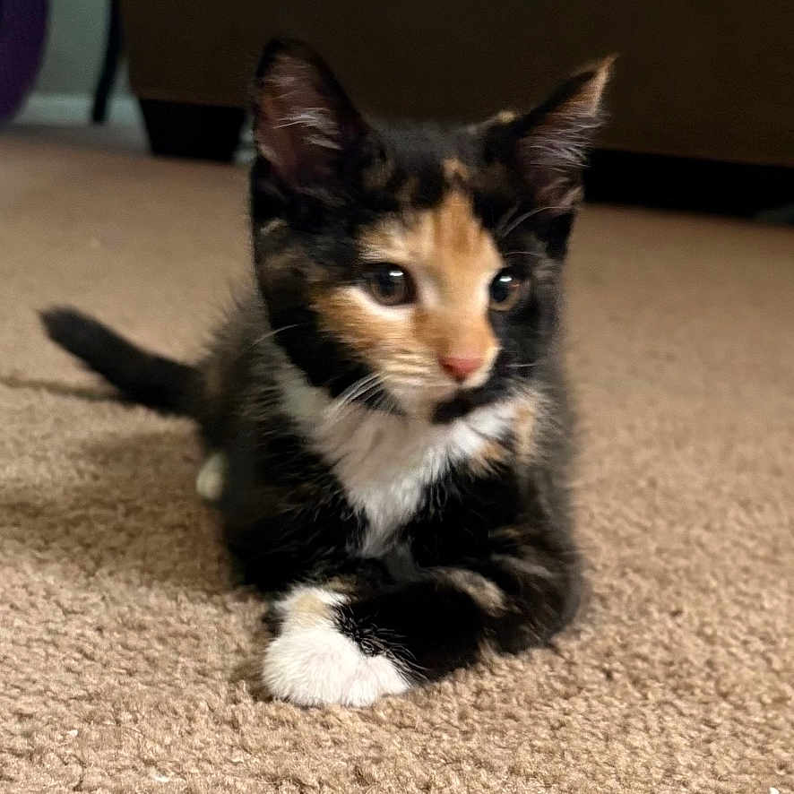 Stormie