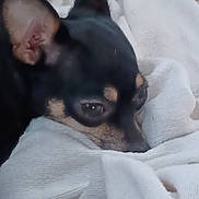 Piper is registered to the contest to win money with this photo: dog, small_dog, black_dog, tan_markings, close_up, resting, cozy, white_fabric, soft_texture, indoors, pet, animal, ears, face, sleepy, cute, fur, snout, relaxing, companion