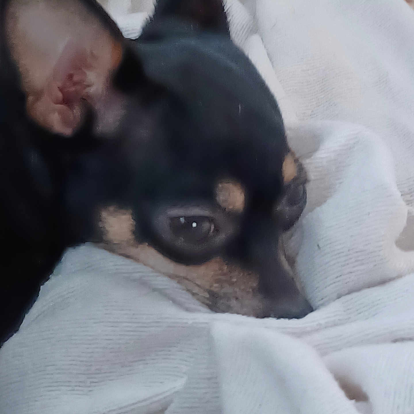 Piper is registered to the contest to win money with this photo: animal, black_dog, close_up, companion, cozy, cute, dog, ears, face, fur, indoors, pet, relaxing, resting, sleepy, small_dog, snout, soft_texture, tan_markings, white_fabric