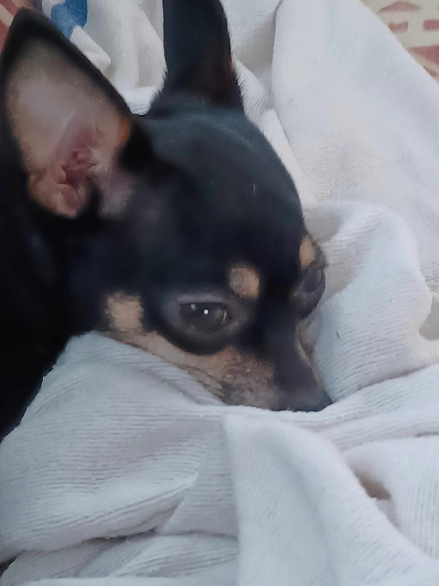 Piper is registered to the contest to win money with this photo: dog, small_dog, black_dog, tan_markings, close_up, resting, cozy, white_fabric, soft_texture, indoors, pet, animal, ears, face, sleepy, cute, fur, snout, relaxing, companion