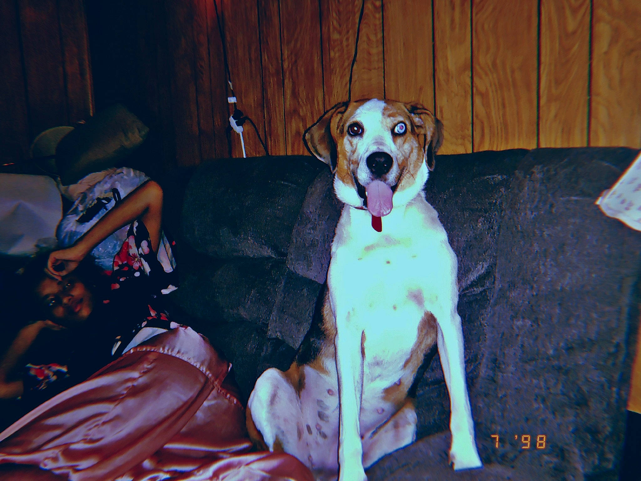 Anya is registered to the contest to win money with this photo: canidae, carnivore, collar, comfort, companion_dog, couch, dog, dog_breed, dog_clothes, dog_collar, dog_supply, fawn, fur, leash, paw, pet_supply, sitting, snout, sporting_group, working_animal