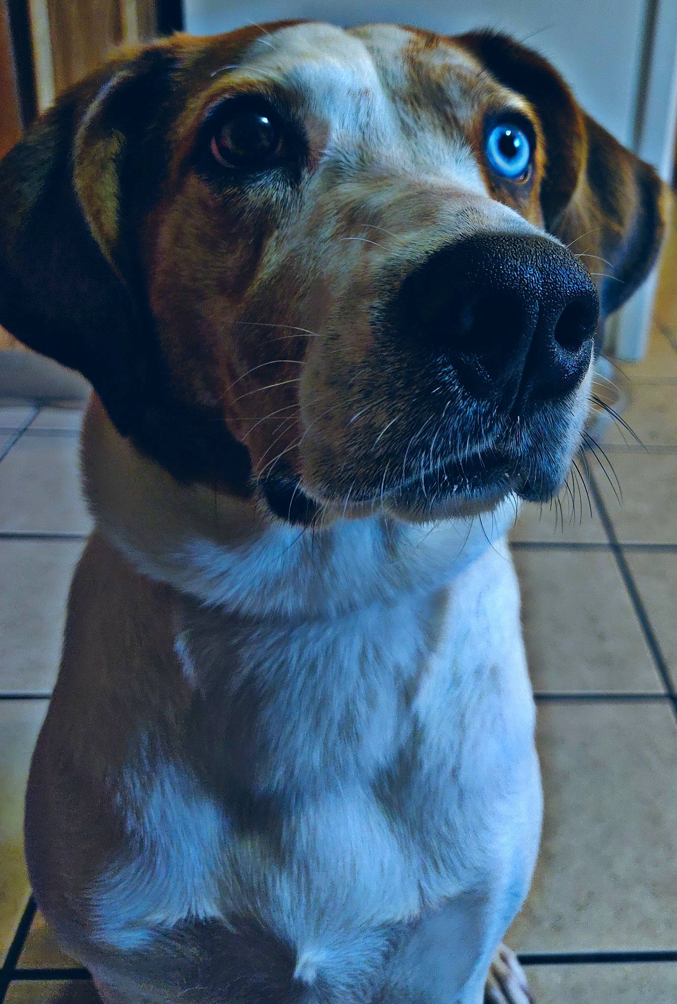 Anya is registered to the contest to win money with this photo: beagle, blue, canidae, carnivore, collar, companion_dog, dog, dog_breed, dog_collar, fawn, fur, gun_dog, leash, pet_supply, scent_hound, snout, sporting_group, whiskers, working_animal, working_dog