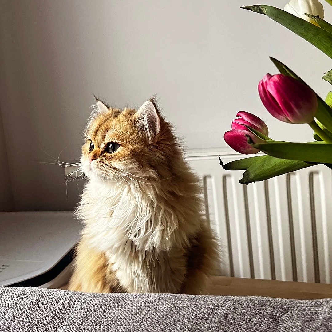 Charlotte participe au concours pour gagner de l'argent avec cette photo : cat, couch, cozy, curious, domestic_animal, feline, flowers, fluffy, golden, gray, indoor, pet, plant, portrait, radiator, side_view, soft_light, table, tulips, whiskers