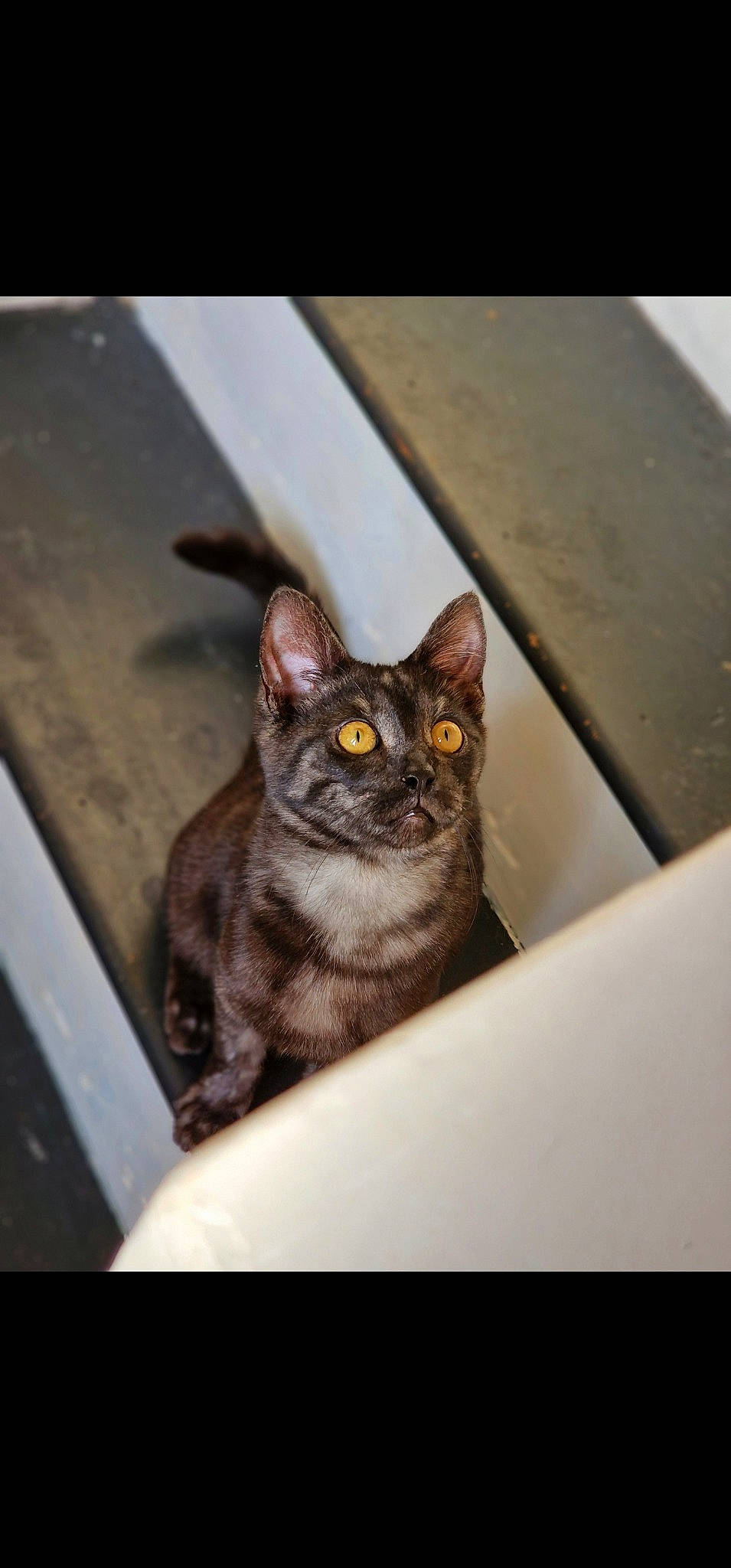 Pebble joined the competition — help win amazing prizes! carnivore, cat, domestic_short_haired_cat, eye, felidae, fur, grey, metal, plant, sitting, small_to_medium_sized_cats, snout, whiskers, wildlife, window, wood