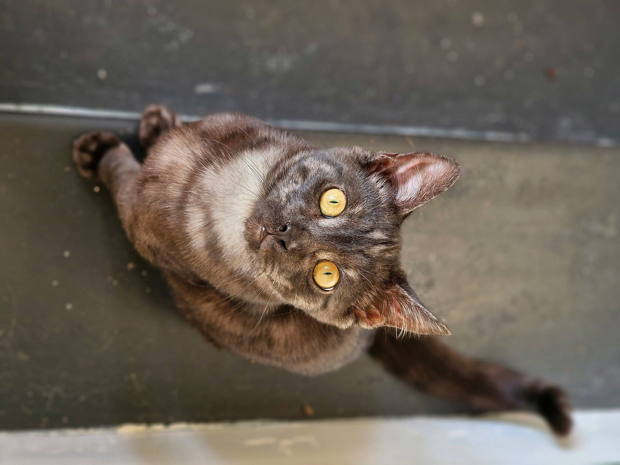 Pebble joined the competition — help win amazing prizes! black_cat, carnivore, cat, claw, domestic_short_haired_cat, eye, felidae, fur, paw, road_surface, small_to_medium_sized_cats, snout, tail, terrestrial_animal, whiskers, wildlife