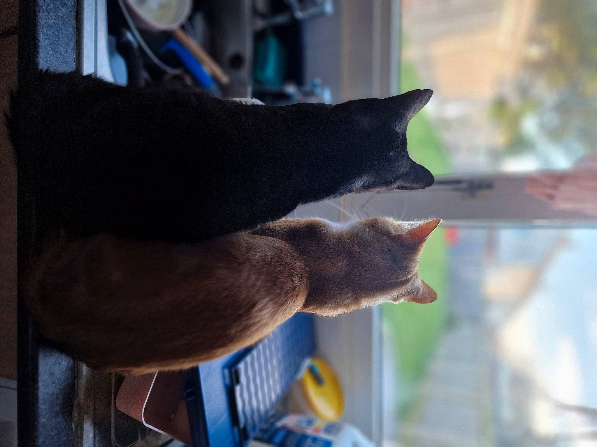 Pebble joined the competition — help win amazing prizes! carnivore, cat, domestic_short_haired_cat, felidae, fur, gesture, plant, russian_blue, small_to_medium_sized_cats, tail, tree, whiskers, window, wood