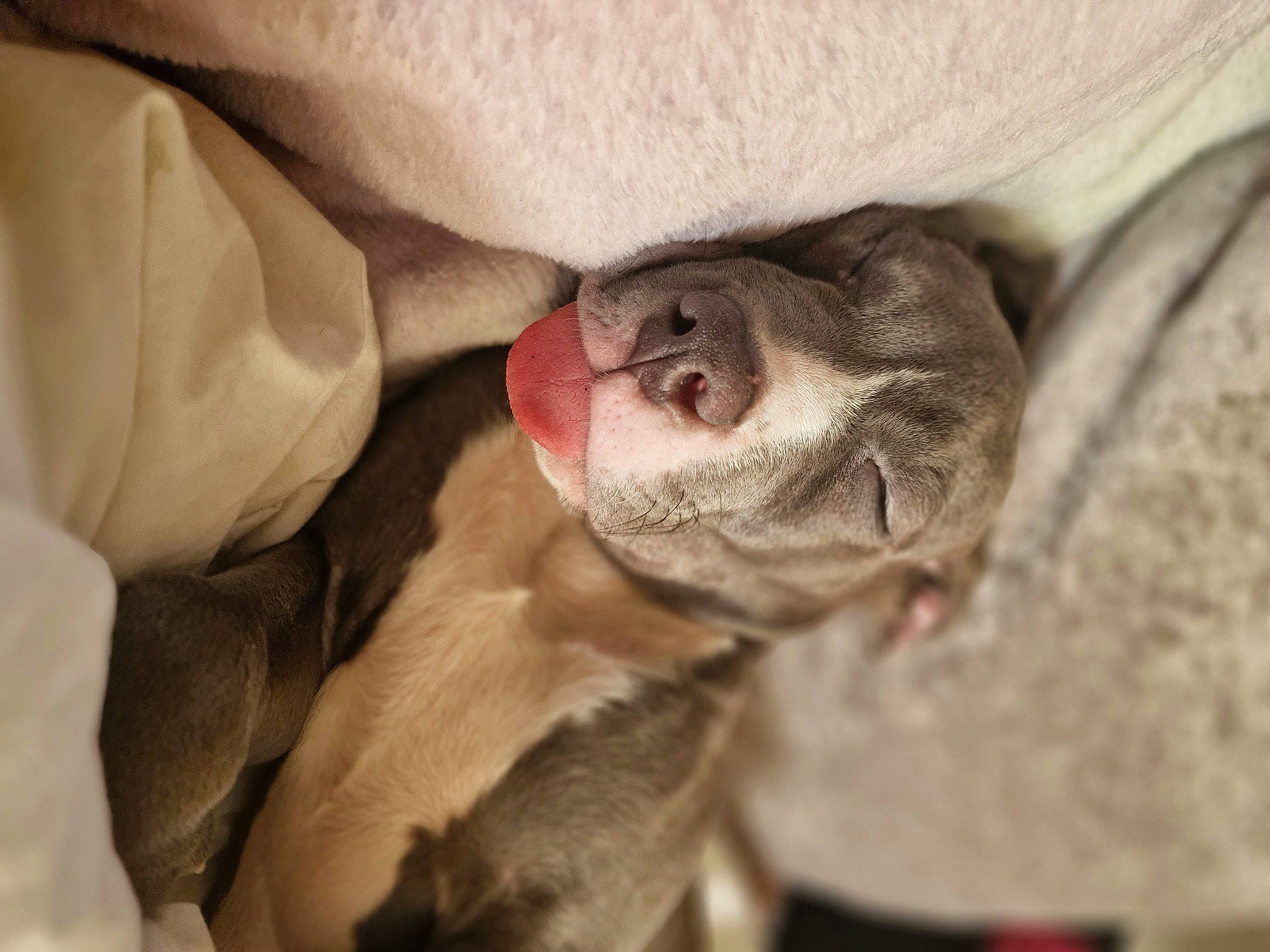 Gandalf is registered to the contest to win money with this photo: bulldog, canidae, carnivore, comfort, companion_dog, dog, dog_breed, ear, eye, fawn, fur, liver, non_sporting_group, paw, sporting_group, terrestrial_animal, toy_dog, whiskers, working_animal, wrinkle