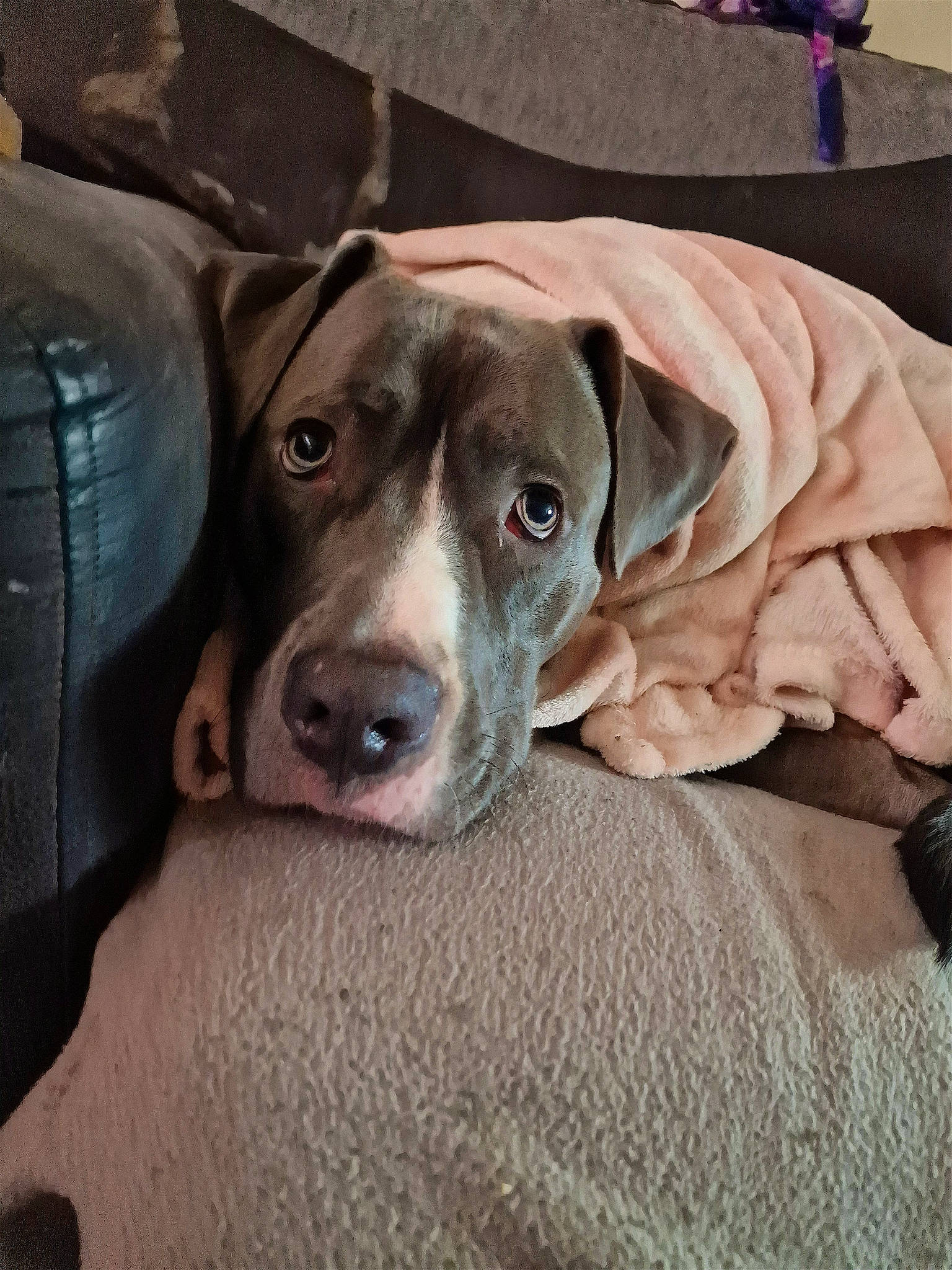 Gandalf is registered to the contest to win money with this photo: canidae, carnivore, collar, comfort, companion_dog, dog, dog_breed, dog_collar, dog_supply, fawn, fur, gun_dog, liver, metal, non_sporting_group, puppy, snout, sporting_group, whiskers, working_animal