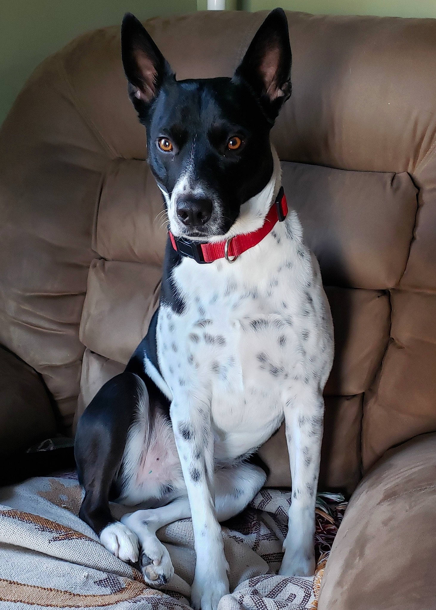 Flash joined the competition — help win amazing prizes! american_hairless_terrier, canidae, carnivore, dog, dog_breed, dog_collar, feist, japanese_terrier, mammal, miniature_fox_terrier, rare_breed_dog, rat_terrier, ratonero_bodeguero_andaluz, snout, sporting_group, teddy_roosevelt_terrier, tenterfield_terrier, terrier, toy_fox_terrier, vertebrate